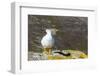 Adult Male Kelp Goose (Chloephaga Hybrida)-Michael Nolan-Framed Photographic Print