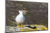 Adult Male Kelp Goose (Chloephaga Hybrida)-Michael Nolan-Mounted Photographic Print