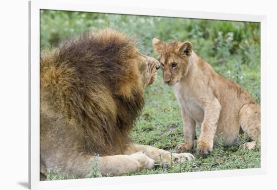 Adult Male Lion Father Growls at Female Cub, Ngorongoro, Tanzania-James Heupel-Framed Photographic Print