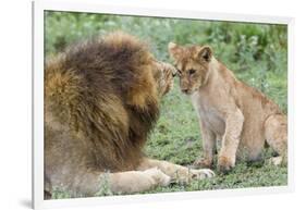 Adult Male Lion Father Growls at Female Cub, Ngorongoro, Tanzania-James Heupel-Framed Photographic Print