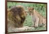 Adult Male Lion Father Growls at Female Cub, Ngorongoro, Tanzania-James Heupel-Framed Photographic Print