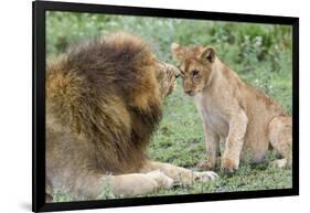 Adult Male Lion Father Growls at Female Cub, Ngorongoro, Tanzania-James Heupel-Framed Photographic Print