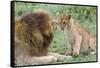 Adult Male Lion Father Growls at Female Cub, Ngorongoro, Tanzania-James Heupel-Framed Stretched Canvas