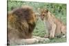 Adult Male Lion Father Growls at Female Cub, Ngorongoro, Tanzania-James Heupel-Stretched Canvas
