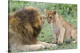 Adult Male Lion Father Growls at Female Cub, Ngorongoro, Tanzania-James Heupel-Stretched Canvas