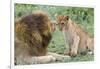 Adult Male Lion Father Growls at Female Cub, Ngorongoro, Tanzania-James Heupel-Framed Premium Photographic Print