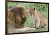 Adult Male Lion Father Growls at Female Cub, Ngorongoro, Tanzania-James Heupel-Framed Premium Photographic Print