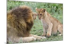 Adult Male Lion Father Growls at Female Cub, Ngorongoro, Tanzania-James Heupel-Mounted Premium Photographic Print