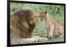 Adult Male Lion Father Growls at Female Cub, Ngorongoro, Tanzania-James Heupel-Framed Premium Photographic Print