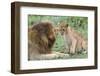 Adult Male Lion Father Growls at Female Cub, Ngorongoro, Tanzania-James Heupel-Framed Photographic Print