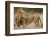 Adult Male Lion in Tall Grass in Masai Mara National Reserve-null-Framed Photographic Print