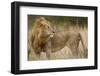 Adult Male Lion in Tall Grass in Masai Mara National Reserve-null-Framed Photographic Print