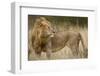 Adult Male Lion in Tall Grass in Masai Mara National Reserve-null-Framed Photographic Print