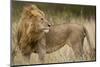 Adult Male Lion in Tall Grass in Masai Mara National Reserve-null-Mounted Photographic Print