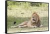 Adult Male Lion Lies on Shaded Grass, Ngorongoro, Tanzania-James Heupel-Framed Stretched Canvas