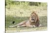 Adult Male Lion Lies on Shaded Grass, Ngorongoro, Tanzania-James Heupel-Stretched Canvas