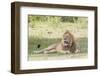 Adult Male Lion Lies on Shaded Grass, Ngorongoro, Tanzania-James Heupel-Framed Photographic Print