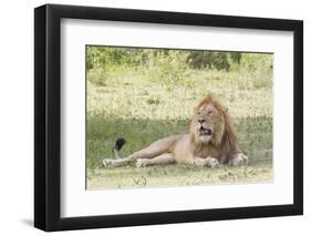 Adult Male Lion Lies on Shaded Grass, Ngorongoro, Tanzania-James Heupel-Framed Photographic Print