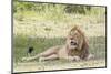 Adult Male Lion Lies on Shaded Grass, Ngorongoro, Tanzania-James Heupel-Mounted Photographic Print