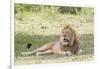 Adult Male Lion Lies on Shaded Grass, Ngorongoro, Tanzania-James Heupel-Framed Photographic Print