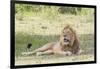 Adult Male Lion Lies on Shaded Grass, Ngorongoro, Tanzania-James Heupel-Framed Photographic Print