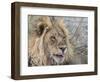 Adult male lion (Panthera leo), in the Okavango Delta, Botswana-Michael Nolan-Framed Photographic Print