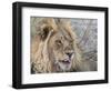 Adult male lion (Panthera leo), in the Okavango Delta, Botswana-Michael Nolan-Framed Photographic Print