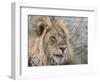 Adult male lion (Panthera leo), in the Okavango Delta, Botswana-Michael Nolan-Framed Photographic Print