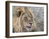 Adult male lion (Panthera leo), in the Okavango Delta, Botswana-Michael Nolan-Framed Photographic Print