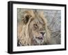 Adult male lion (Panthera leo), in the Okavango Delta, Botswana-Michael Nolan-Framed Photographic Print