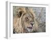 Adult male lion (Panthera leo), in the Okavango Delta, Botswana-Michael Nolan-Framed Photographic Print