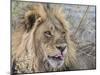 Adult male lion (Panthera leo), in the Okavango Delta, Botswana-Michael Nolan-Mounted Photographic Print