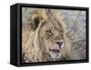 Adult male lion (Panthera leo), in the Okavango Delta, Botswana-Michael Nolan-Framed Stretched Canvas