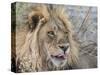Adult male lion (Panthera leo), in the Okavango Delta, Botswana-Michael Nolan-Stretched Canvas