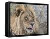 Adult male lion (Panthera leo), in the Okavango Delta, Botswana-Michael Nolan-Framed Stretched Canvas