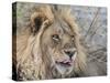 Adult male lion (Panthera leo), in the Okavango Delta, Botswana-Michael Nolan-Stretched Canvas