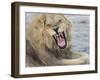 Adult male lion (Panthera leo), in the Okavango Delta, Botswana-Michael Nolan-Framed Photographic Print