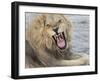 Adult male lion (Panthera leo), in the Okavango Delta, Botswana-Michael Nolan-Framed Photographic Print