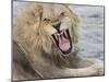 Adult male lion (Panthera leo), in the Okavango Delta, Botswana-Michael Nolan-Mounted Photographic Print