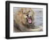 Adult male lion (Panthera leo), in the Okavango Delta, Botswana-Michael Nolan-Framed Photographic Print