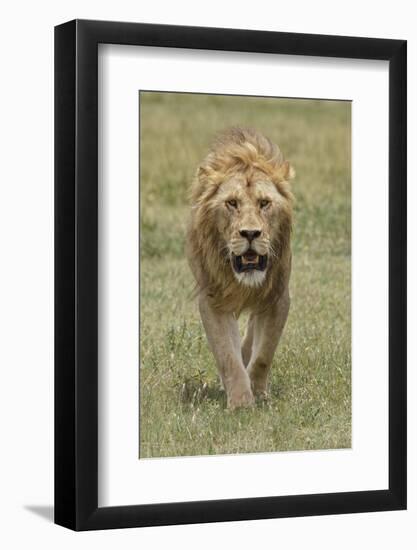 Adult male lion, Serengeti National Park, Tanzania, Africa-Adam Jones-Framed Photographic Print