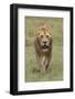 Adult male lion, Serengeti National Park, Tanzania, Africa-Adam Jones-Framed Photographic Print