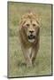 Adult male lion, Serengeti National Park, Tanzania, Africa-Adam Jones-Mounted Photographic Print