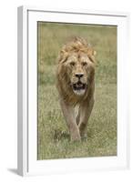 Adult male lion, Serengeti National Park, Tanzania, Africa-Adam Jones-Framed Photographic Print