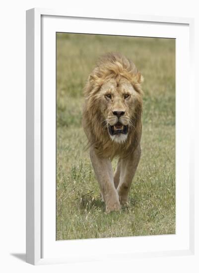 Adult male lion, Serengeti National Park, Tanzania, Africa-Adam Jones-Framed Photographic Print