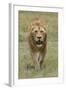 Adult male lion, Serengeti National Park, Tanzania, Africa-Adam Jones-Framed Photographic Print