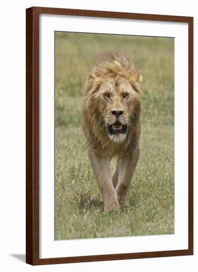 Adult male lion, Serengeti National Park, Tanzania, Africa-Adam Jones-Framed Photographic Print