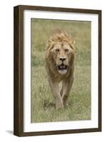 Adult male lion, Serengeti National Park, Tanzania, Africa-Adam Jones-Framed Photographic Print