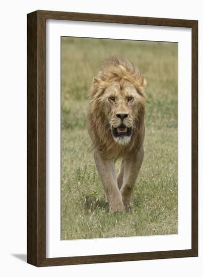 Adult male lion, Serengeti National Park, Tanzania, Africa-Adam Jones-Framed Photographic Print