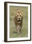 Adult male lion, Serengeti National Park, Tanzania, Africa-Adam Jones-Framed Photographic Print